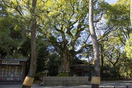 Atsuta Shrine(324)