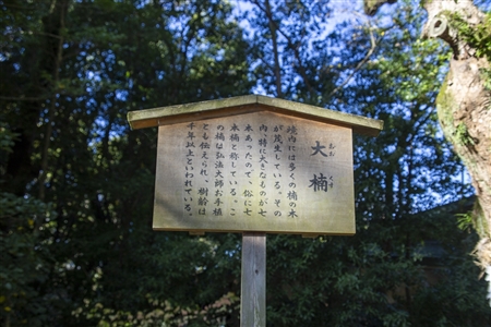 Atsuta Shrine(55)