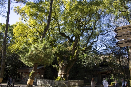Atsuta Shrine(62)