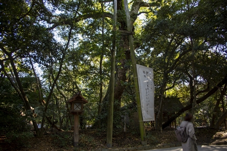 Atsuta Shrine(74)