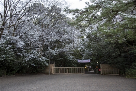 熱田神宮の雪景色(17)