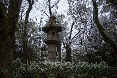 熱田神宮の雪景色(39)