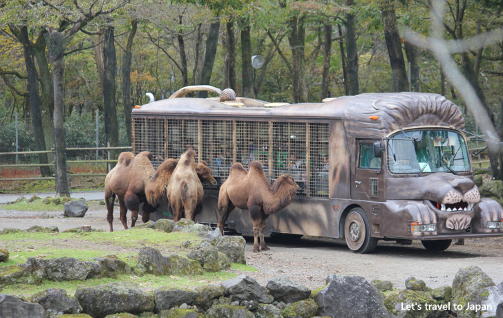 Fuji Safari Park(4)