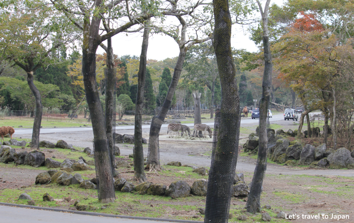 Fuji Safari Park(5)