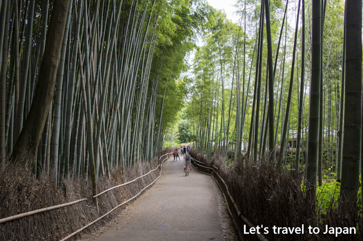 Arashiyama Bamboo Grove(5)