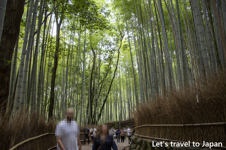 Arashiyama Bamboo Grove(6)