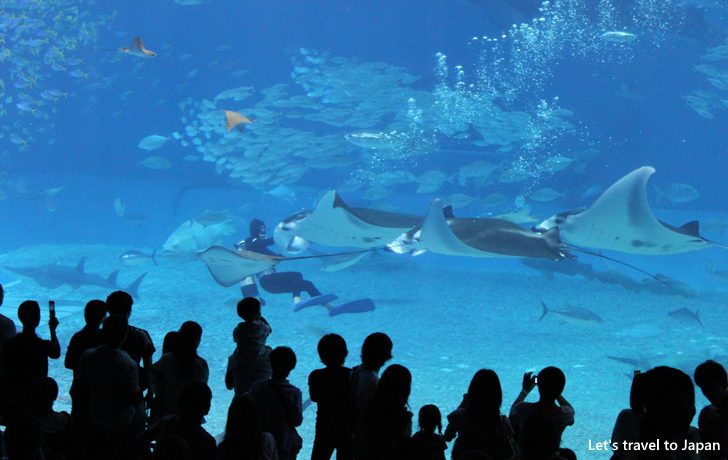 Okinawa Churaumi Aquarium(3)