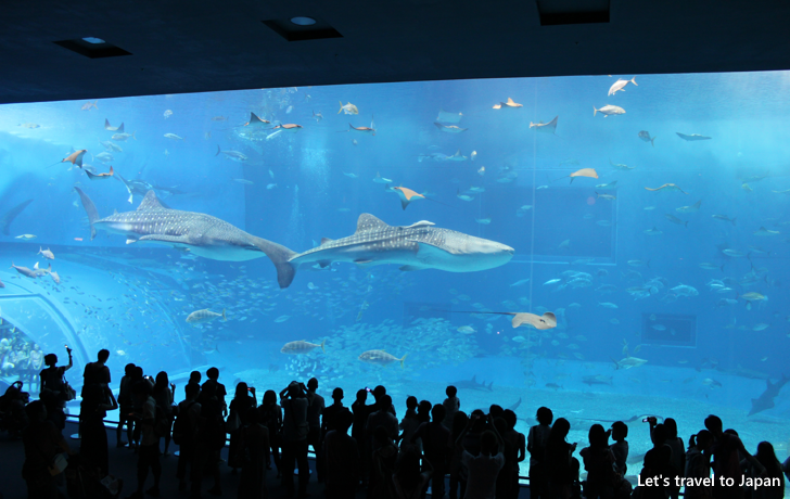 Okinawa Churaumi Aquarium(4)