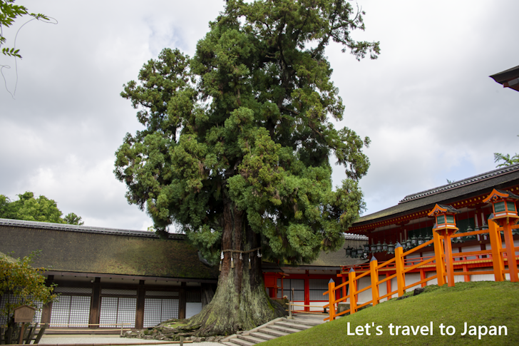 Shato-no-Ohsugi: Highlights of Kasuga Taisha Shrine(25)