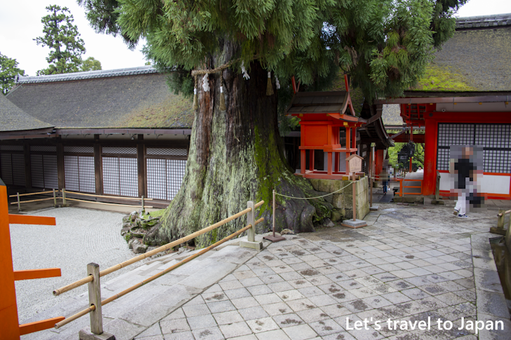 Shato-no-Ohsugi: Highlights of Kasuga Taisha Shrine(26)