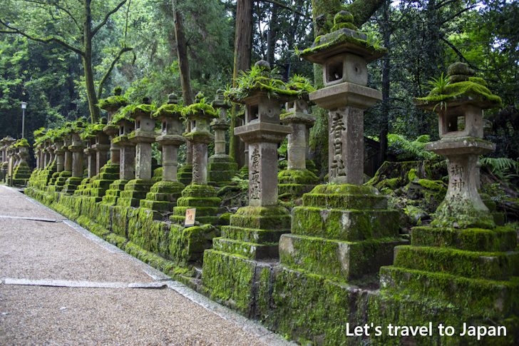 Stone Lantern on the Approach: Highlights of Kasuga Taisha Shrine(3)